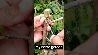 Hibiscus Flower Chip Bud Grafting With Successful Result // My home garden.