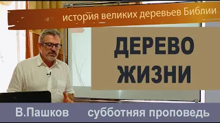 "Дерево Жизни" проповедь Пашков Василий