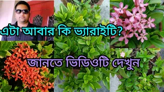 How to care for Mini Ixora plant #rangon#gardening@anirbanbandyopadhyay5734
