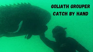 Goliath Grouper, Catch by hand. Florida Keys!