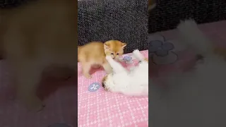 OMG So Cute Cats 😻 Best Funny Cat Videos 2021 #119