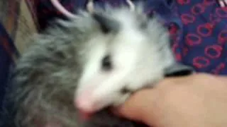 Cute Baby Opossum Being Cute & Loving