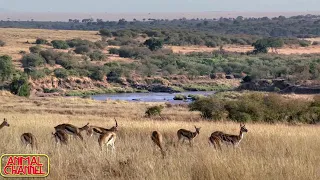 Baboons rescue gazelle from cheetah