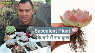 succulent plant के बारे में बहुत कुछ || succulent soil mix कैसे बनाएं ||