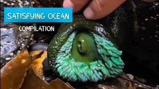 Oddly Satisfying Sea Animal Compilation!