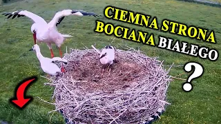 Dzieciobójstwo, Kanibalizm - Mroczne Sekrety Bocianów