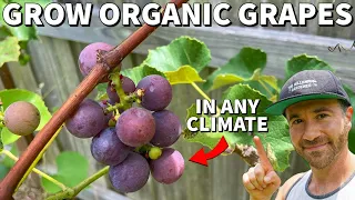 How To Grow Organic Grapes ANYWHERE In ANY Climate