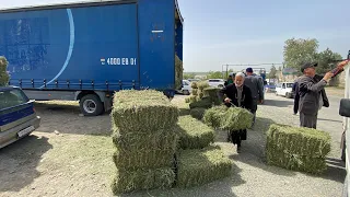 ПРЕС АРЗОН ШУД ШОКК НАРХИ ГУСФАНД КУЧКАР БАРАНЧИКИ БАРАН 🐏 СОВЛУК МОЛБОЗОРИ РЕГАР 2022