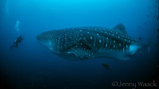 Whale Sharks in the Galapagos Islands