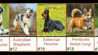 Top 50 Most popular Dog Breeds The world| cute dogs। loyal dog। popular Dog।