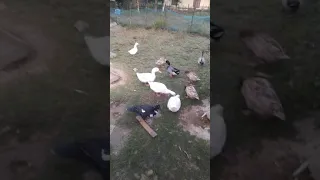 Duck poultry