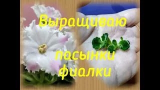 Выращиваю пасынки фиалки