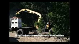 The Florida Citrus Industry
