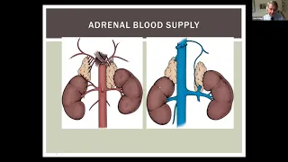 Adrenal Diseases for the Urologist - EMPIRE Urology Lecture Series