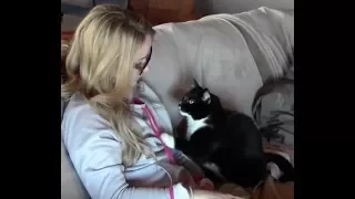 Cat politely asking to get petted (part II)