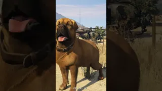 GTA 5 Michael is attack dog🤣🤣