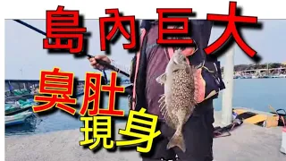 蚵仔寮漁港 港內巨大臭肚現身  Fishing  台湾の釣り 낚시 câucá Taiwan fishing