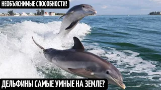 Научный фильм! Дельфины - самые умные создания на земле! Необычные и необъяснимые способности!