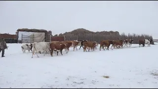 Сельчане в Атырауской области несут убытки из-за скотокрадов