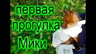 Лисья прогулка после крепкого сна))