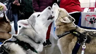 Huskies Howling for the Pawdience | Novi Pet Expo 2018