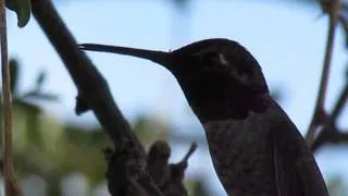 Anna's Hummingbird Singing