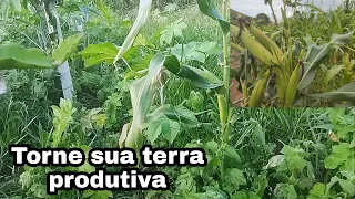 Como fazer sua terra ficar produtiva/Use o mato a seu favor