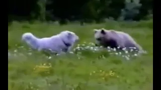 Great Pyrenees dogs vs brown bear (French Pyrenees)