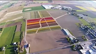 Skagit Valley Tulips from the air April 19th, 2021