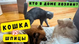 🐾 Британская кошка и собака шпиц в одной квартире 🐾