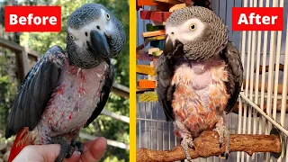 How I Got My Parrot to Stop Plucking Her Feathers | Bird Care