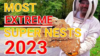 Most EXTREME Yellow Jacket SUPERNESTS!