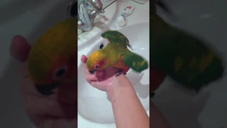 Научили птенца ходить в туалет по команде. Солнечная аратинга. Sun conure.