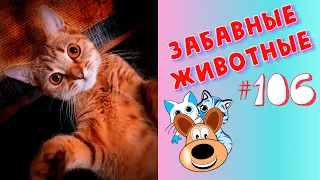 Приколы с Животными #106 / Смешные Животные 2020 / Приколы / Приколы про Животных / Лучшие Приколы