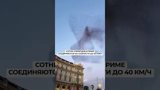 Слияние птиц. Мурмурация