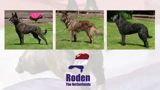 World Championship voor Hollandse Herders in Roden