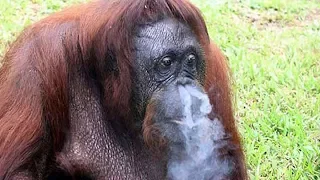 A Smoking Orangutan