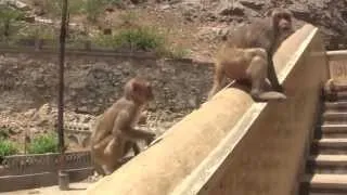 Angry Monkey -  Monkey Troop Mourns Loss of Baby