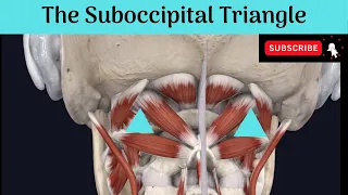 The Suboccipital Triangle #Anatomy #mbbs #education #bds #headandneckanatomy #triangles