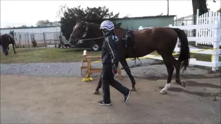 Training at Yonkers Raceway