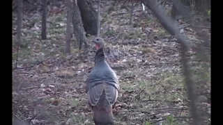 Best Hen Turkey Calling on YouTube