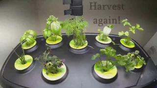 AeroGarden Herb Plants growing 35 day timelapse