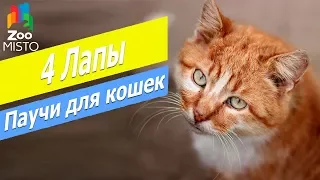 Консервы для кошек Клуб 4 лапы | Обзор паучей для  кошек Клуб 4 лапы | Club 4 Paws fore cats review