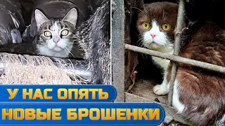 У нас опять новые брошенки.