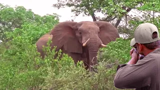 The hunter and the elephant face to face