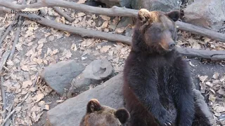 БУРЫЕ МЕДВЕДИ И ГИМАЛАЙСКИЕ МЕДВЕДИ ГУЛЯЮТ ВМЕСТЕ