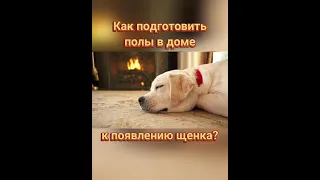 🐾🐕📝 Как подготовить полы в доме к появлению щенка?