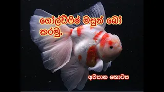 How to breed Goldfish Sinhala, parisaraya marai.