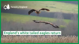 England’s white-tailed eagles return