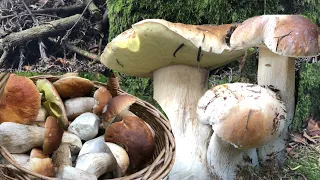หมานมากเก็บเห็ดเผิ้งหวานแป็บเดียวเต็มจนล้นตระกร้า🍄🤩# Picking porcini mushrooms.28/9/20.